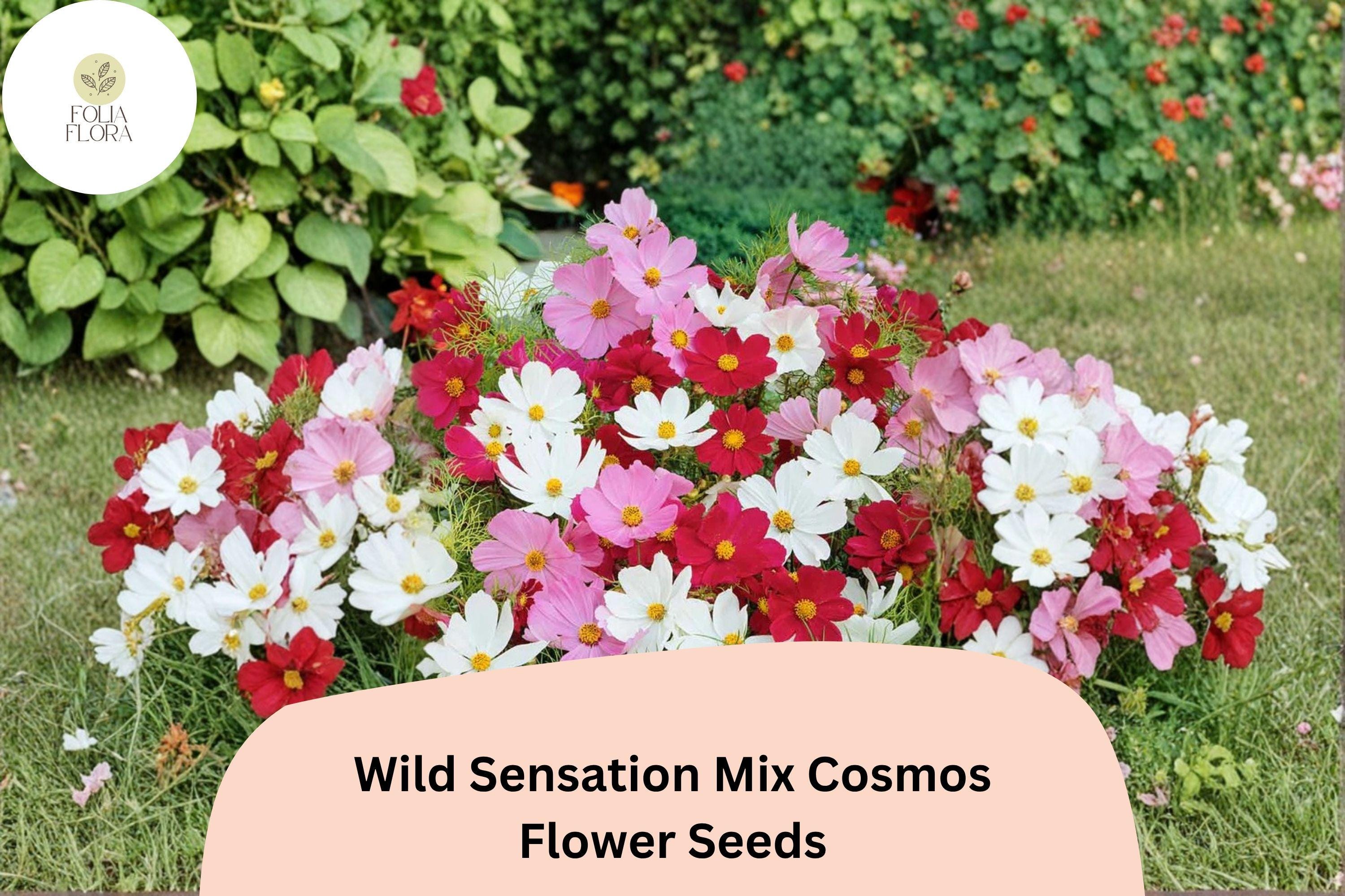 Wild Sensation Cosmos Seeds - Colorful Mix of Pink, White & Red - Cosmos bipinnatus Annual for Borders, Pollinator Gardens & Cut Flowers