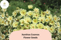 Xanthos Cosmos Seeds | Pale Yellow Flowers | Cosmos bipinnatus | Pollinator Garden, Drought-Tolerant, Easy to Grow