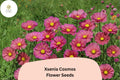 Xsenia Cosmos Seeds | Peach Pink Cosmos bipinnatus | Pollinator-Friendly Annual for Garden, Cut Flowers & Borders, 200+ Seeds