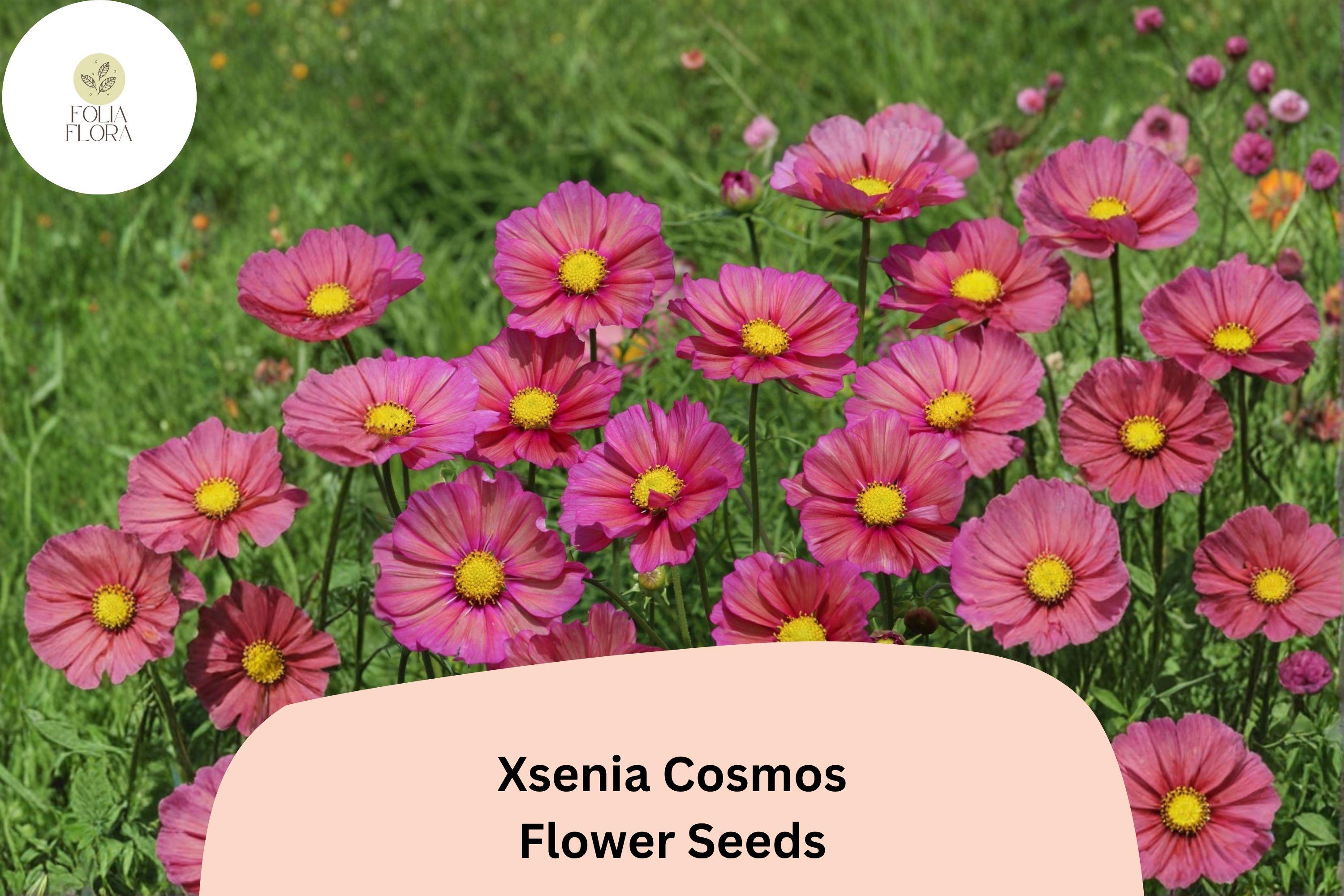 Xsenia Cosmos Seeds | Peach Pink Cosmos bipinnatus | Pollinator-Friendly Annual for Garden, Cut Flowers & Borders, 200+ Seeds