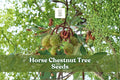 Horse Chestnut Tree Seeds | Aesculus hippocastanum | Ornamental Shade Tree for Landscaping