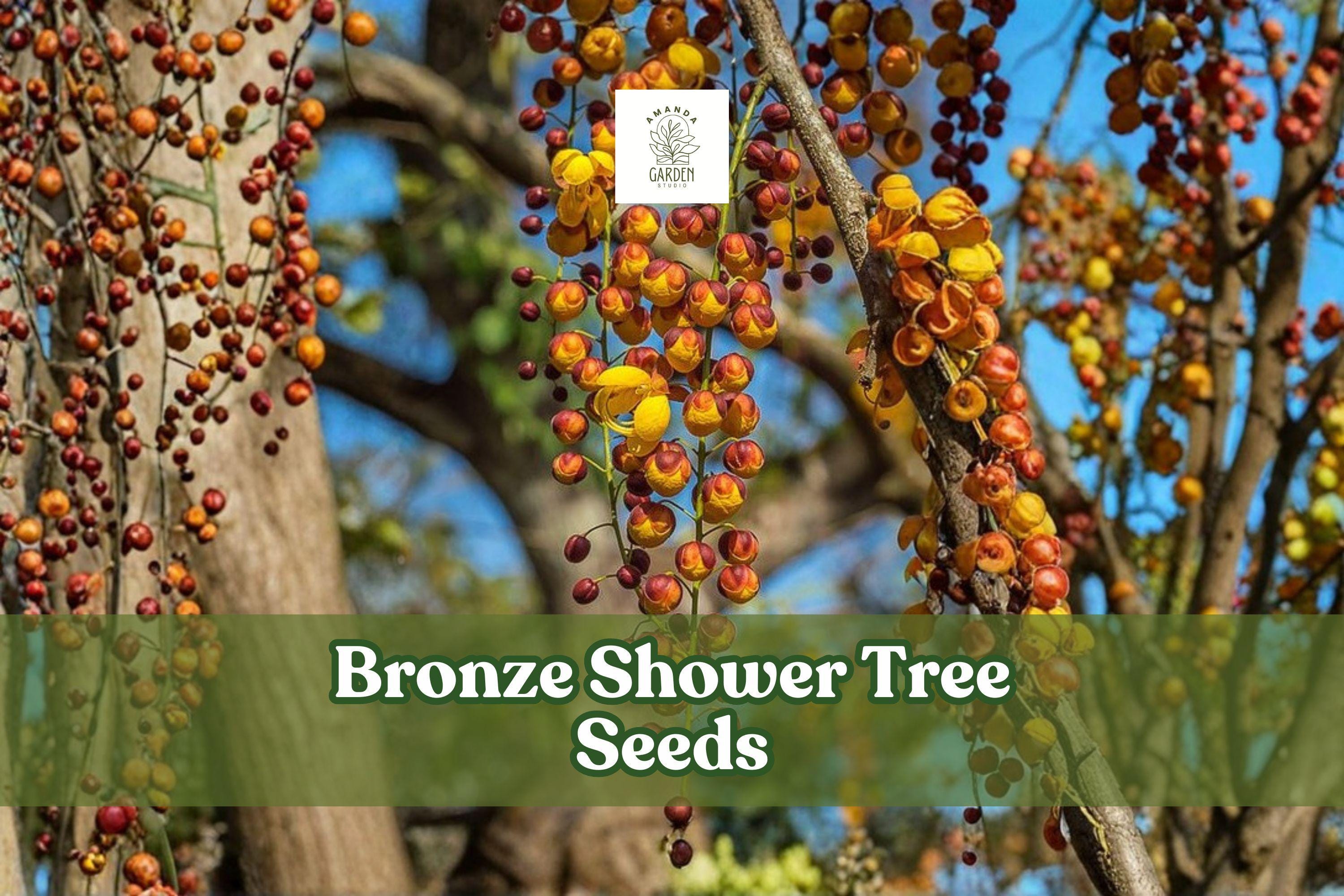 10 Bronze Shower Tree Seeds Cassia moschata Ornamental Flowering Tree Tropical Blooms Non-GMO