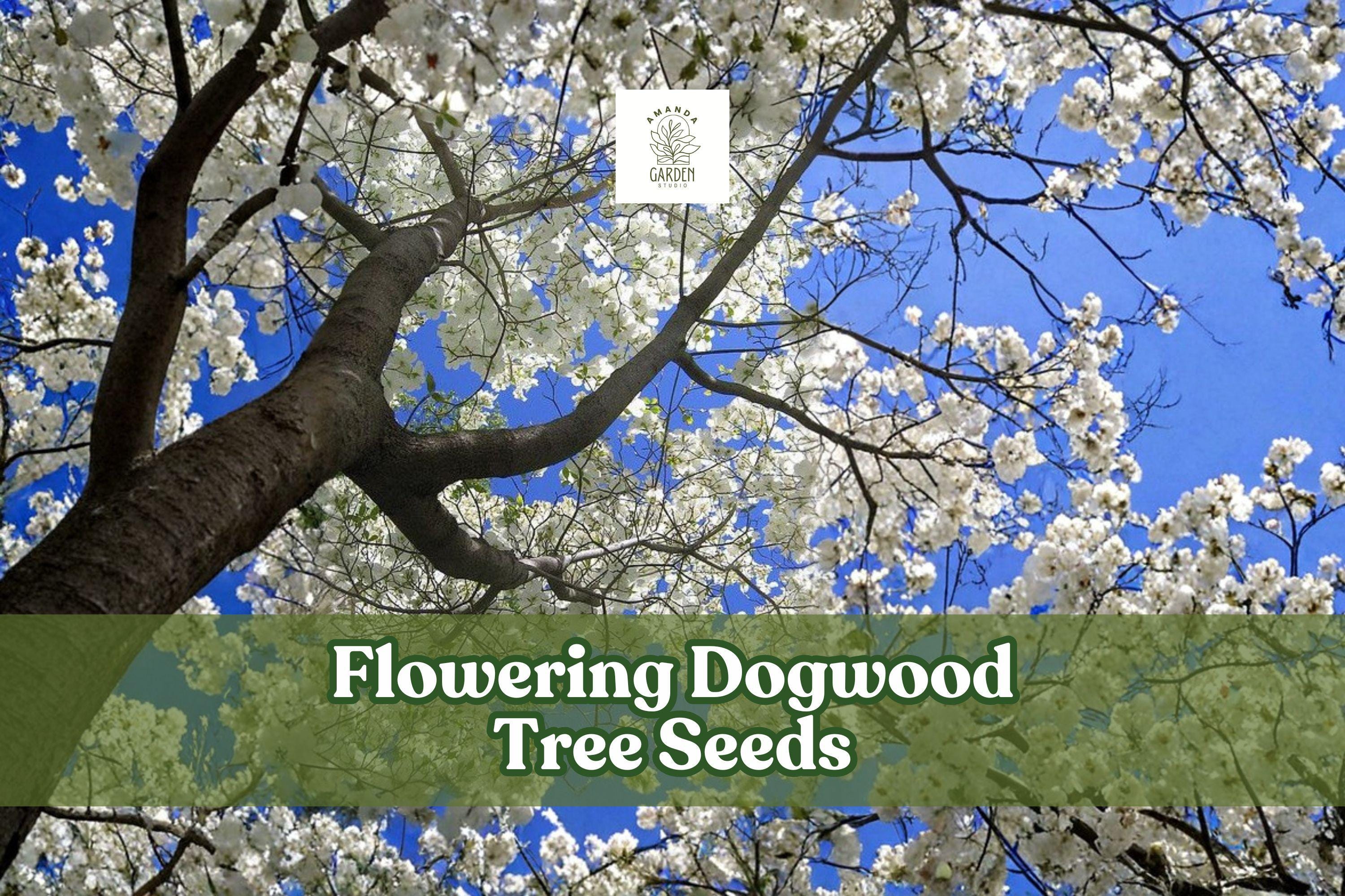 Flowering Dogwood Tree Seeds, Cornus florida, Ornamental Deciduous Tree, Spring Flowers & Fall Berries