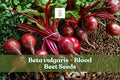 250 Blood Beet Seeds Heirloom Beta vulgaris Root Vegetable for Salad Roasting & Juicing
