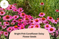 200+ Bright Pink Coneflower Seeds | Echinacea purpurea Perennial Flowers for Pollinator Gardens