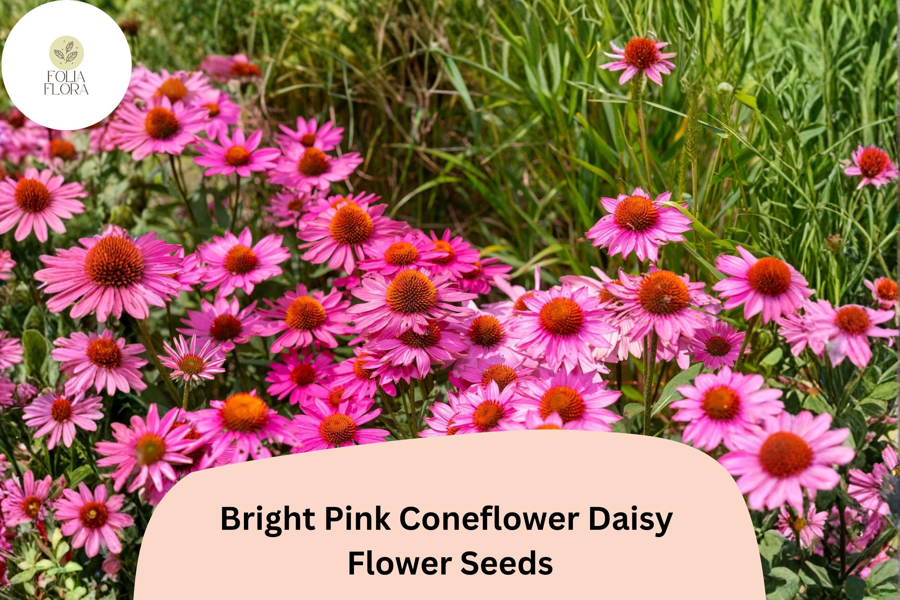 200+ Bright Pink Coneflower Seeds | Echinacea purpurea Perennial Flowers for Pollinator Gardens