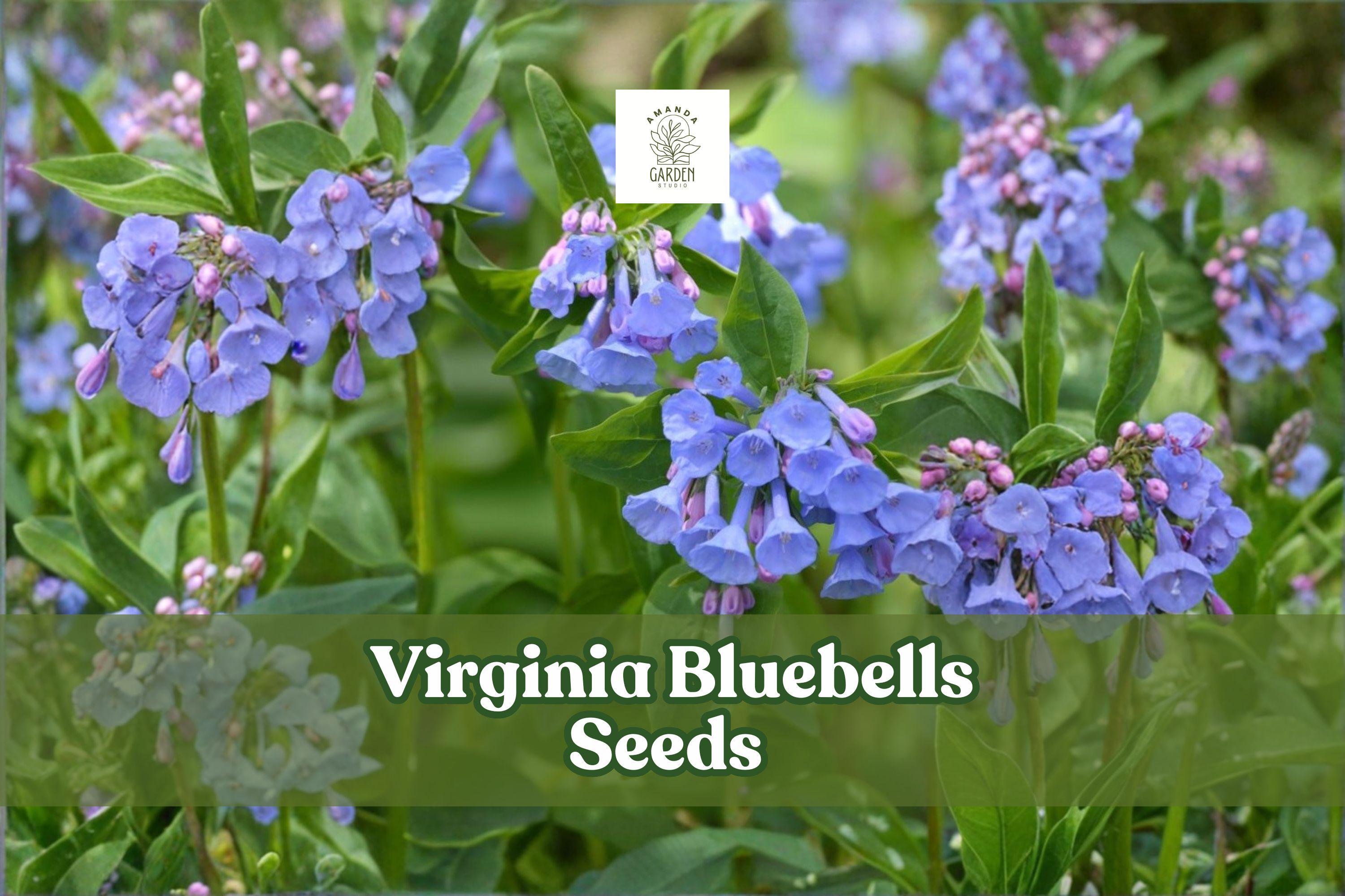 Virginia Bluebells Seeds | 10 Wildflower Seeds | Native Perennial Mertensia virginica | Shade-Loving, Pollinator-Friendly