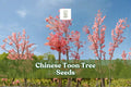 Chinese Toon Tree Seeds – Edible Shoots, Pink Foliage, Toona sinensis, Ornamental Deciduous Tree, 30 Seeds