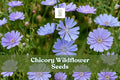 1000 Chicory Seeds Blue Wildflowers Pollinator Garden Cichorium intybus Drought-Tolerant Perennial
