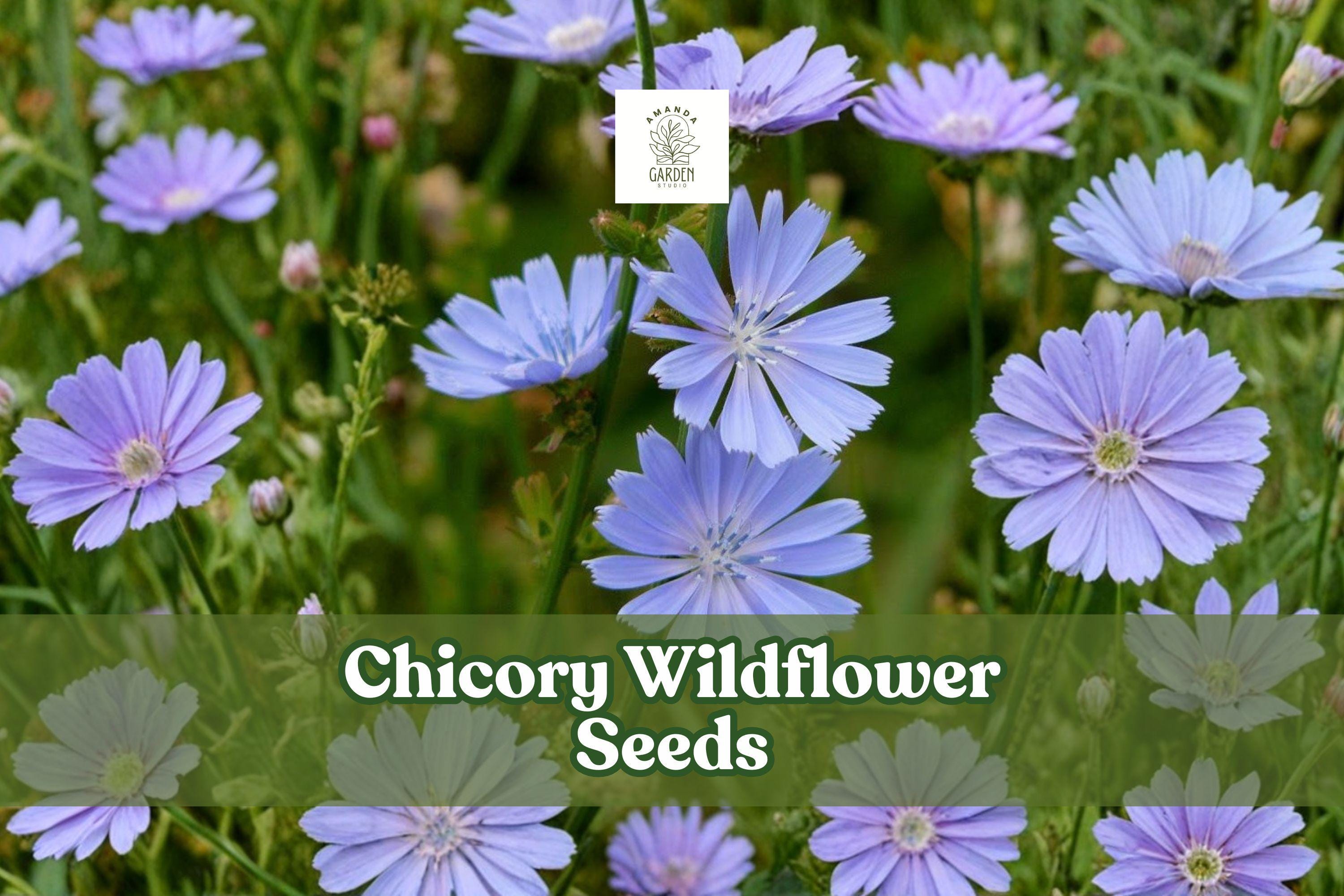 1000 Chicory Seeds Blue Wildflowers Pollinator Garden Cichorium intybus Drought-Tolerant Perennial