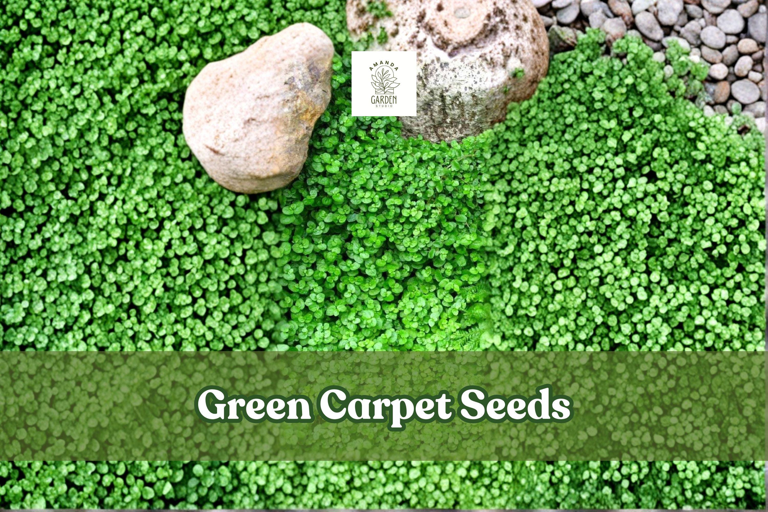 Green Carpet Seeds | Herniaria glabra | Drought-Tolerant Groundcover | Lawn Alternative | Foot-Traffic Tolerant