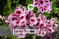 25+ Martha Washington Geranium Seeds – Pelargonium × domesticum, Vibrant Bi-colored Blooms for Garden, Patio & Container Planting