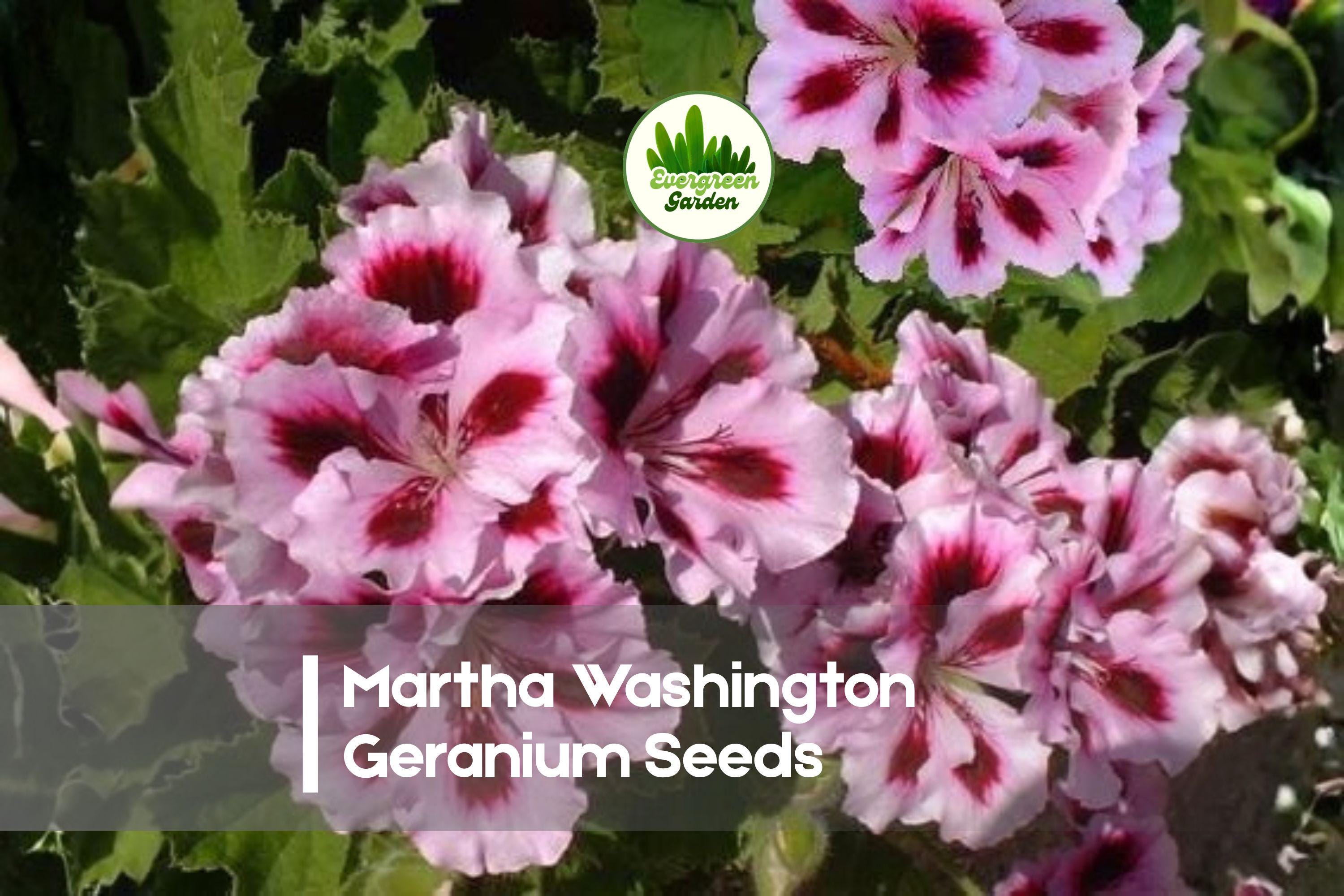 25+ Martha Washington Geranium Seeds – Pelargonium × domesticum, Vibrant Bi-colored Blooms for Garden, Patio & Container Planting