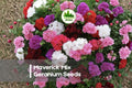 25+ Maverick Mix Geranium Seeds – Vibrant Pelargonium hortorum for Garden Beds, Containers & Borders