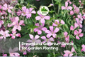 25+ Dreamland Geranium Seeds - Soft Pink & White Pelargonium hortorum for Containers, Borders & Patio Gardens