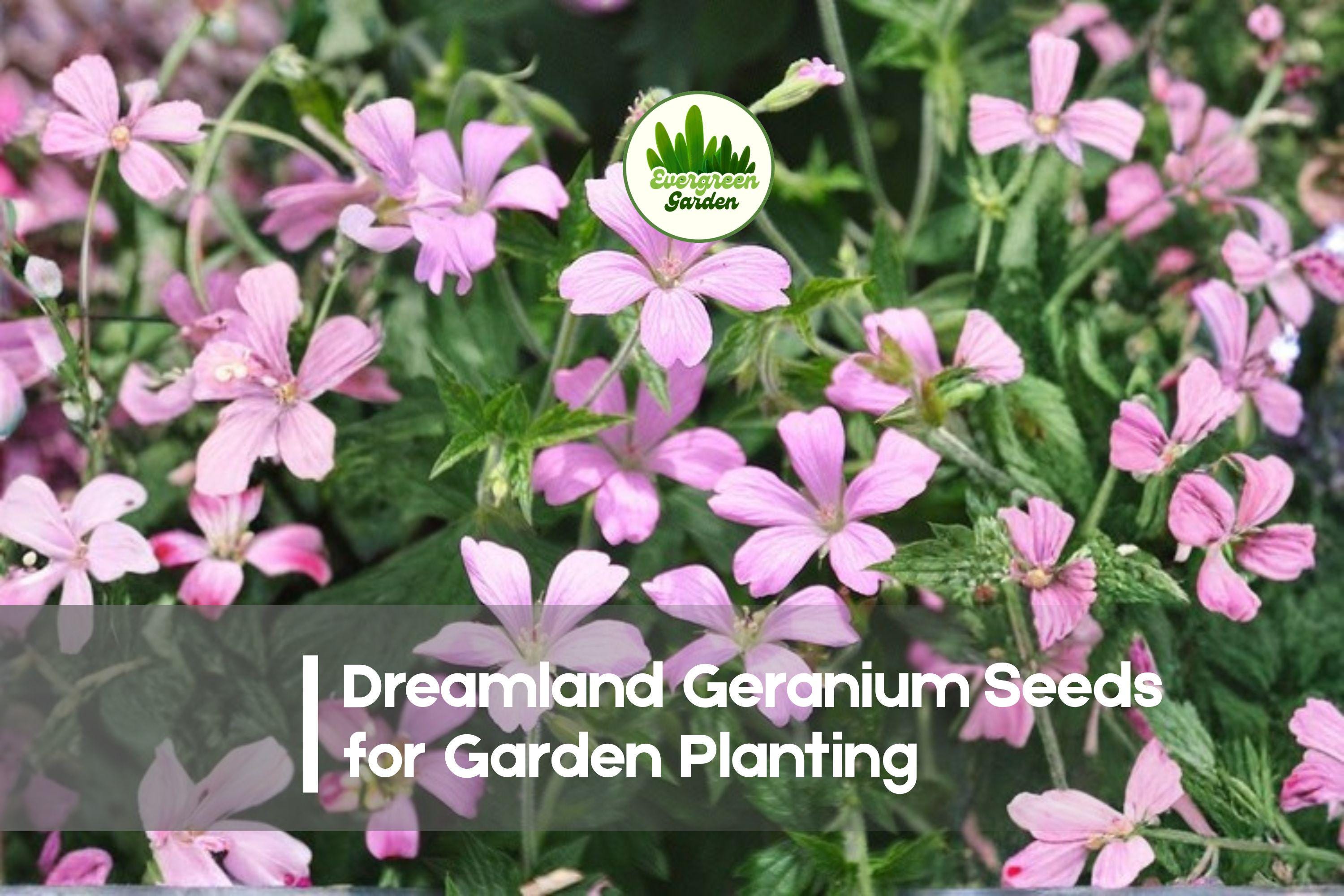 25+ Dreamland Geranium Seeds - Soft Pink & White Pelargonium hortorum for Containers, Borders & Patio Gardens