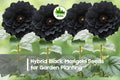 Hybrid Black Marigold Seeds, Tagetes erecta, Deep Burgundy to Near-Black Blooms, 25+ Seeds for Garden Beds & Containers