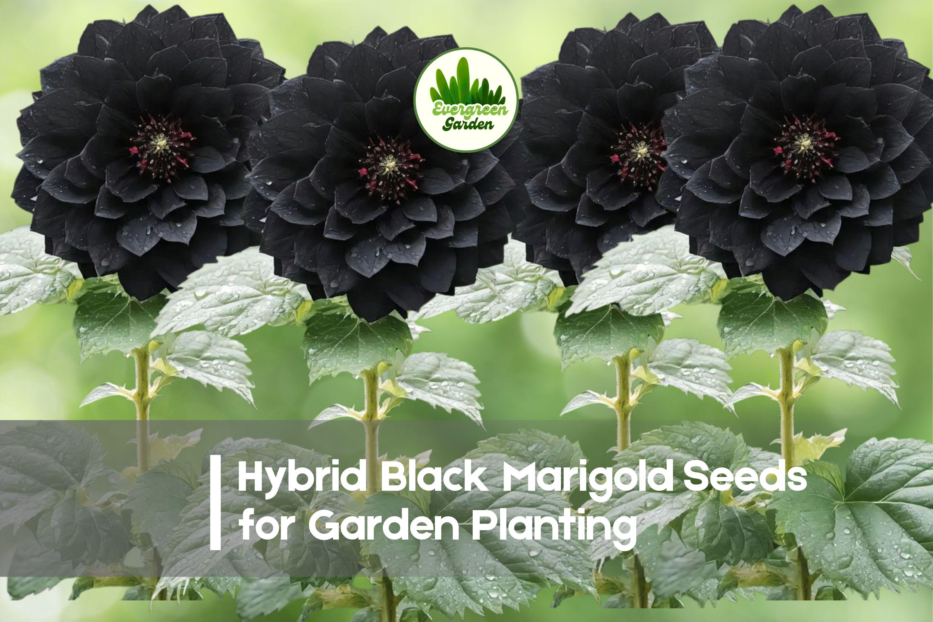 Hybrid Black Marigold Seeds, Tagetes erecta, Deep Burgundy to Near-Black Blooms, 25+ Seeds for Garden Beds & Containers