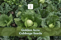 Golden Acre Cabbage Seeds | Brassica oleracea | Heirloom, Early Maturing, Compact Green Heads, 250 Seeds