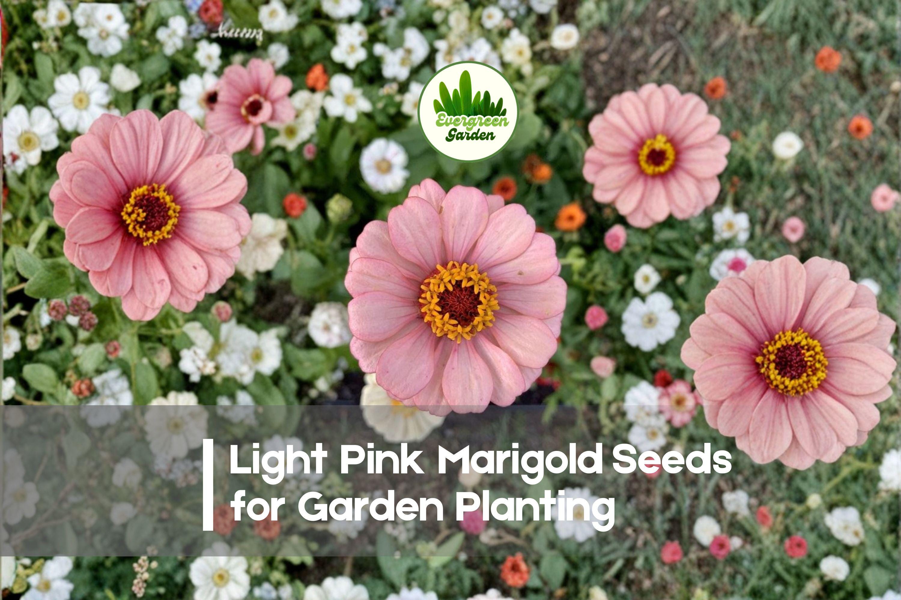 Light Pink Marigold Seeds, Tagetes erecta, Pastel Pink Flowers, Garden Bed & Pot Plant, Easy to Grow, Pollinator Friendly