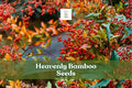 100 Heavenly Bamboo Seeds Nandina Domestica Evergreen Shrub with Red Berries, Ornamental, Low Maintenance