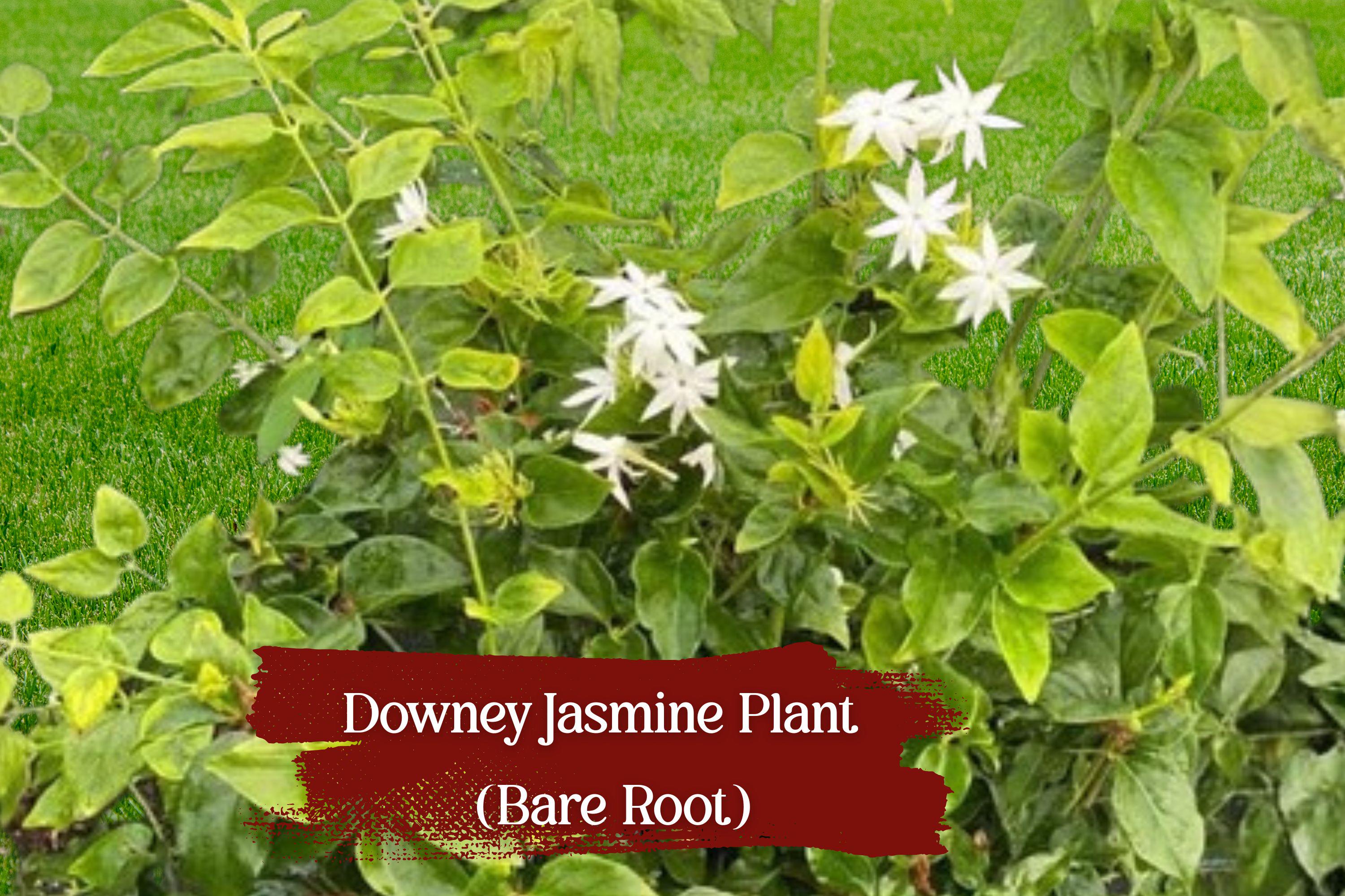 Live Jasminum pubescens (Downey Jasmine) Bare Root Plant, Fragrant White Flowers, Evergreen Vine, 6–8 Inches Tall