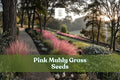 Pink Muhly Grass Seeds, Muhlenbergia capillaris, Drought Tolerant, Ornamental Grass, Pink Feathery Plumes, Perennial, 30 Seeds