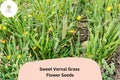 300 Seeds Sweet Vernal Grass Anthoxanthum odoratum Perennial Ornamental Fragrant Meadow Grass