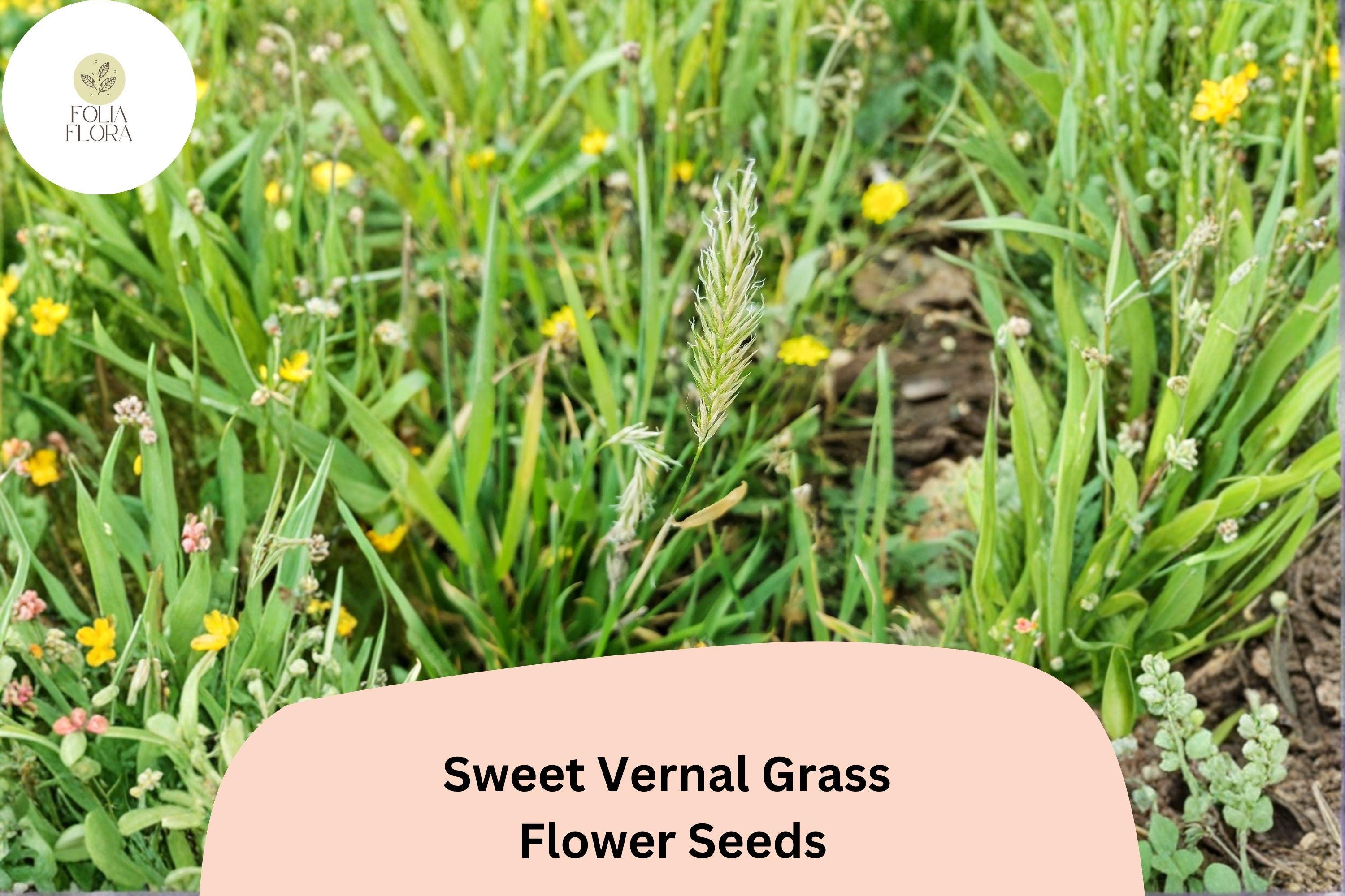 300 Seeds Sweet Vernal Grass Anthoxanthum odoratum Perennial Ornamental Fragrant Meadow Grass