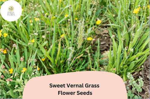 300 Seeds Sweet Vernal Grass Anthoxanthum odoratum Perennial Ornamental Fragrant Meadow Grass