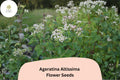 Ageratina altissima Seeds | White Snakeroot Perennial Wildflower for Shade Gardens | Native North American Pollinator Plant