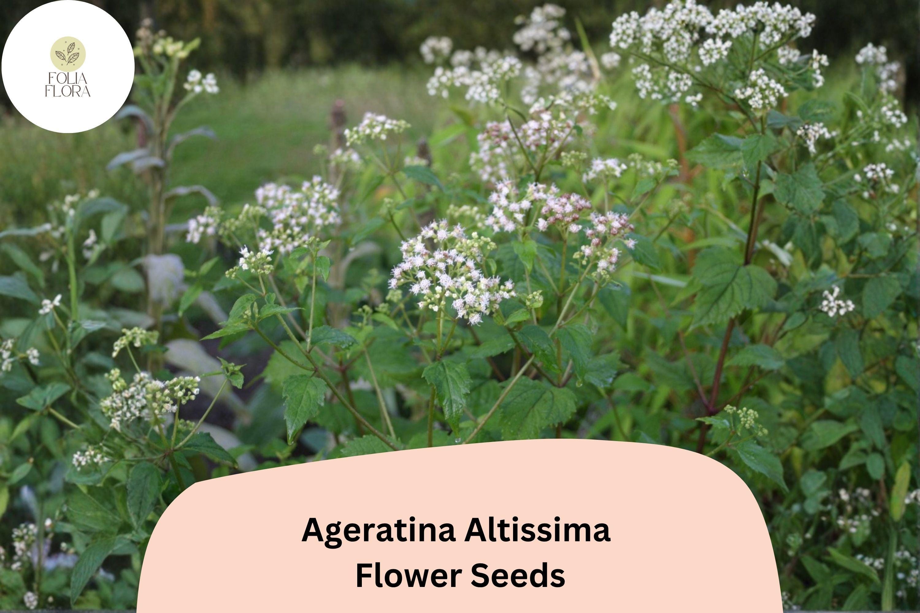 Ageratina altissima Seeds | White Snakeroot Perennial Wildflower for Shade Gardens | Native North American Pollinator Plant