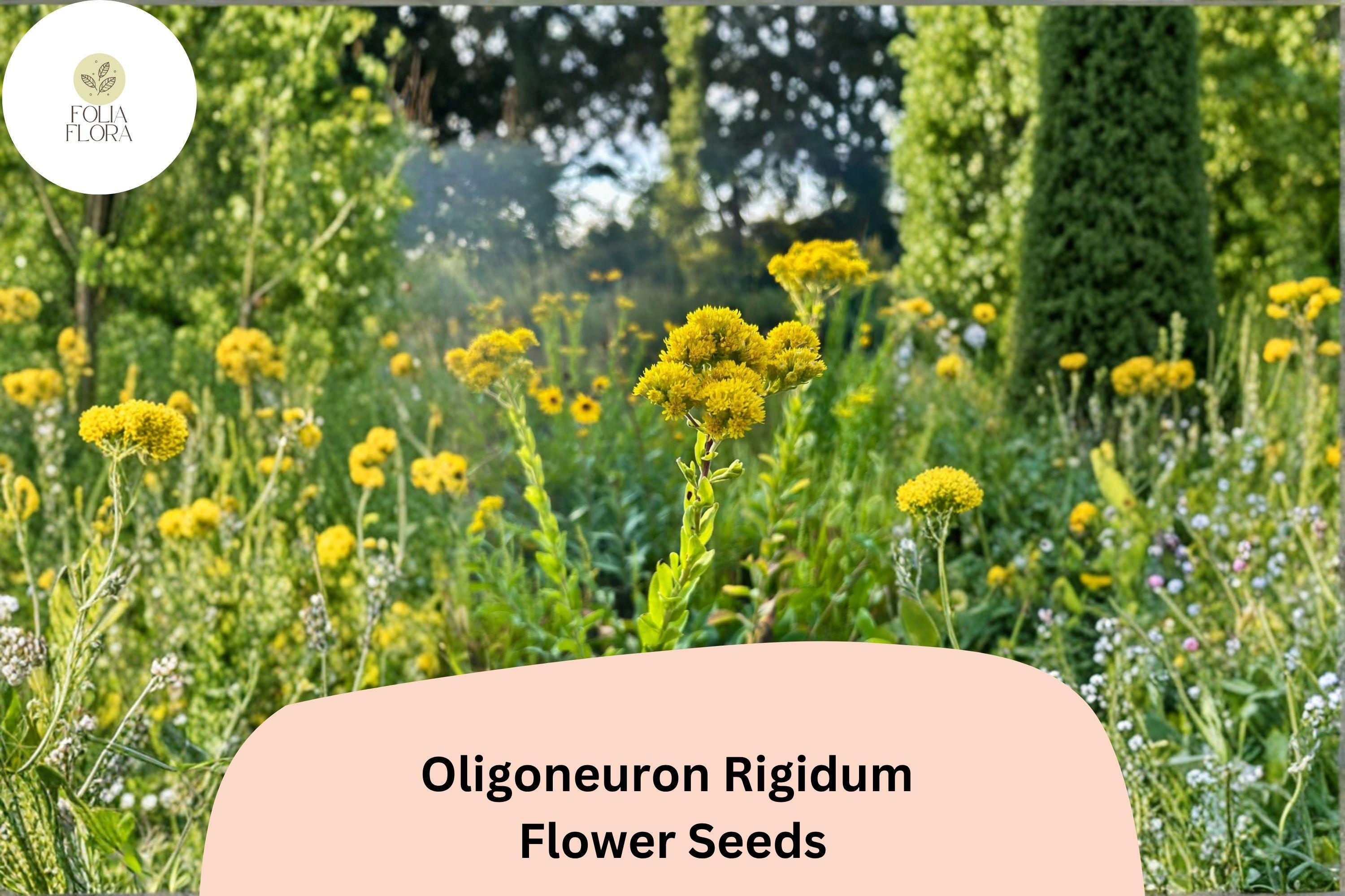 700 Oligoneuron rigidum Seeds | Stiff Goldenrod Perennial Wildflower | Native Yellow Pollinator Plant