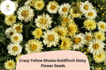 200+ Yellow Shasta Daisy Seeds | Leucanthemum x ‘Goldfinch’ Perennial Flower for Borders & Cut Flowers