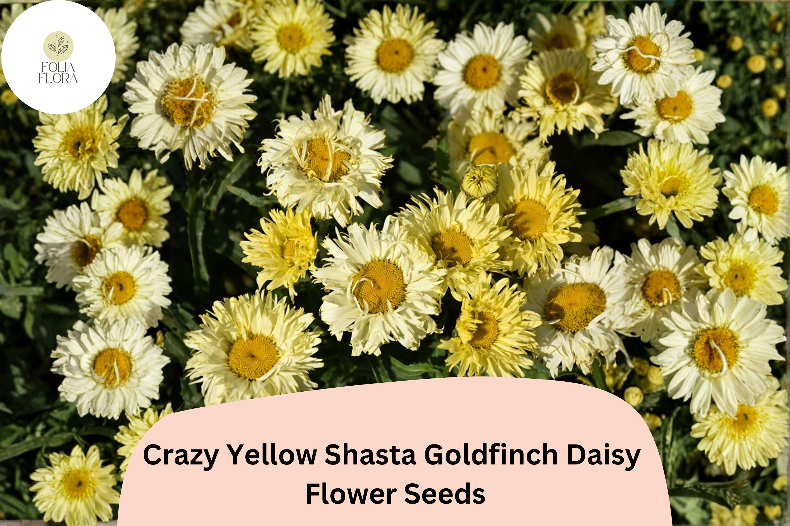 200+ Yellow Shasta Daisy Seeds | Leucanthemum x ‘Goldfinch’ Perennial Flower for Borders & Cut Flowers