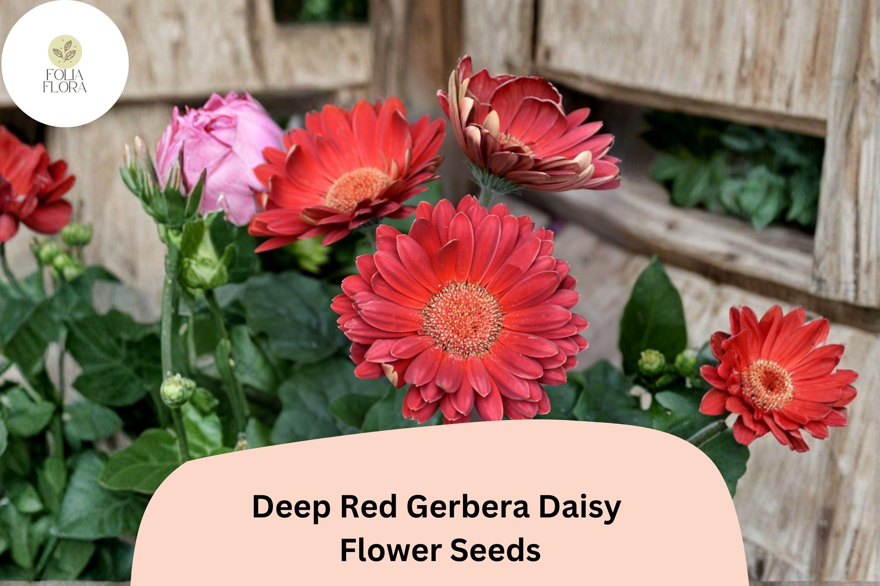 200+ Deep Red Gerbera Daisy Seeds | Gerbera jamesonii | Bright Cut Flower for Gardens & Bouquets