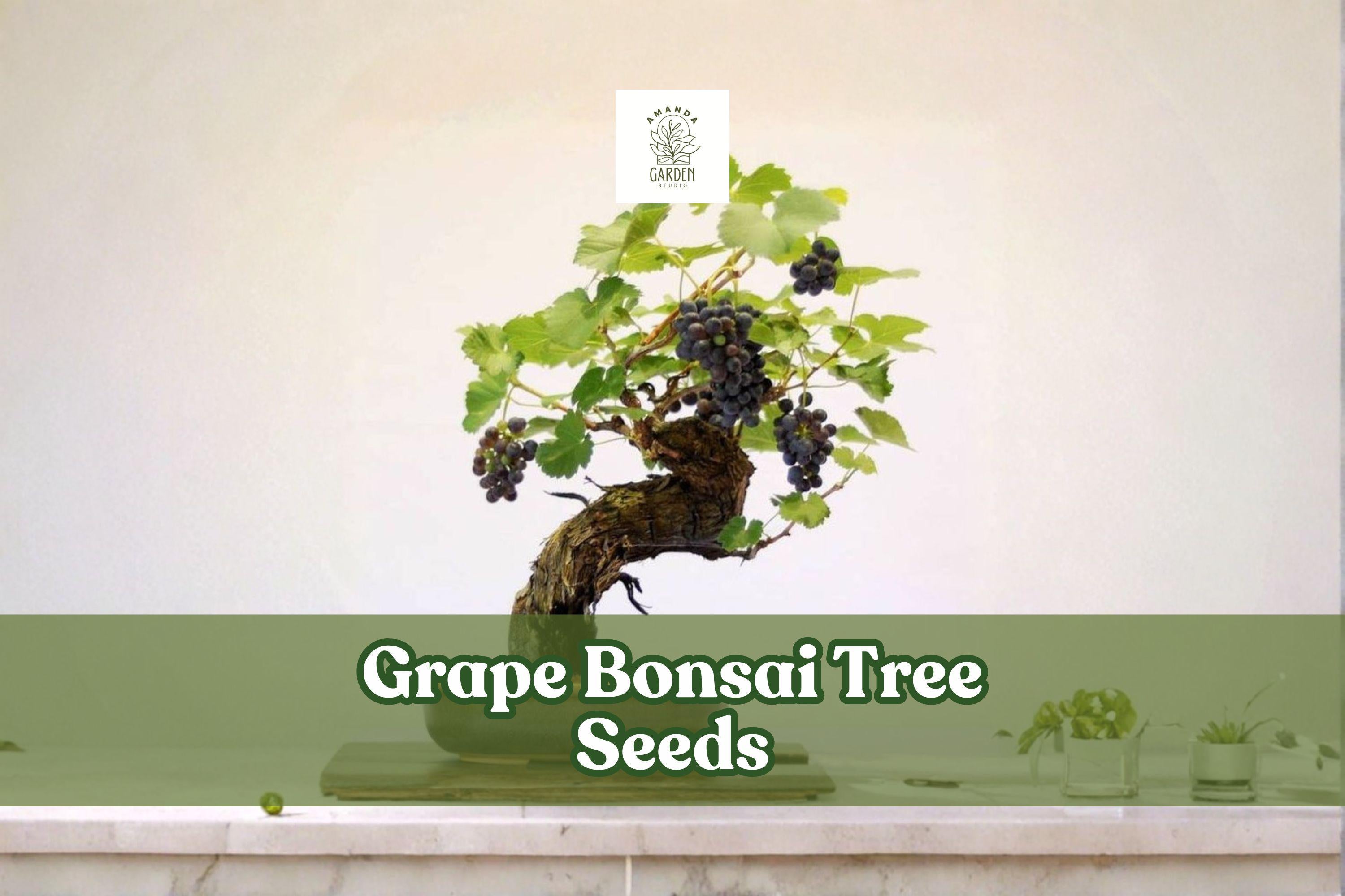 Grape Bonsai Tree Seeds – Vitis vinifera, Miniature Vine for Bonsai, Garden, Patio, 50+ Seeds