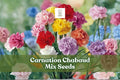 Carnation Chabaud Mix Seeds | Dianthus caryophyllus Flower Seeds for Borders & Cut Flowers, Vibrant Pink, Red, White & Yellow