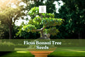Ficus Bonsai Tree Seeds | Tropical Indoor Houseplant Starter | Evergreen Ficus retusa | 25+ Seeds