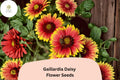 200+ Gaillardia pulchella Seeds | Blanket Flower Perennial | Red Yellow Bi-Color Blooms | Drought Tolerant Pollinator Plant