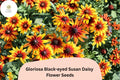 200+ Gloriosa Black-eyed Susan Daisy Seeds | Rudbeckia hirta | Yellow & Red Bicolor Blooms | Pollinator & Butterfly Garden Seeds