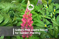 Gallery Pink Lupine Seeds | Compact Perennial Flowering Plant | Soft Pink Blooms | Lupinus polyphyllus