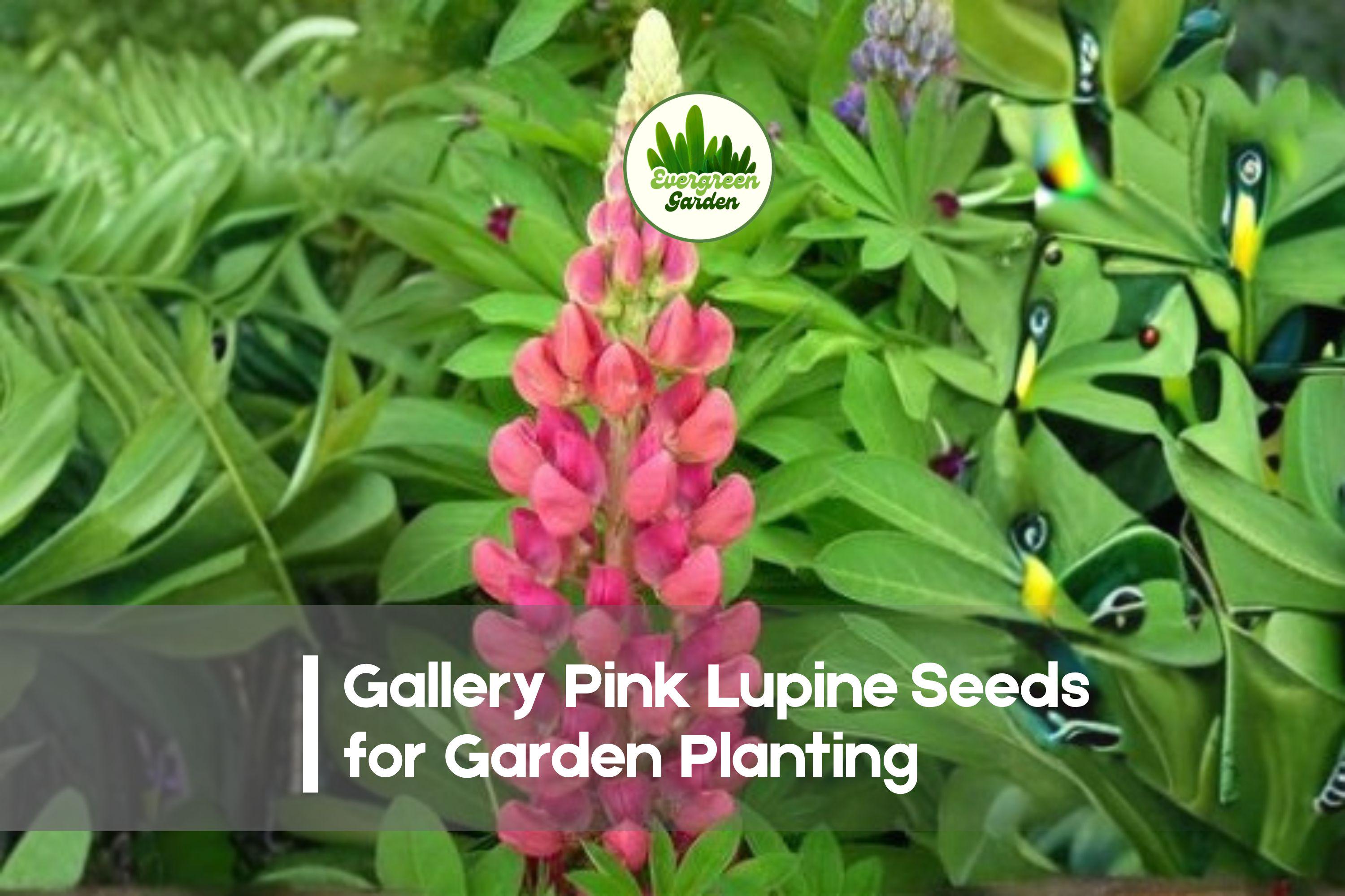 Gallery Pink Lupine Seeds | Compact Perennial Flowering Plant | Soft Pink Blooms | Lupinus polyphyllus