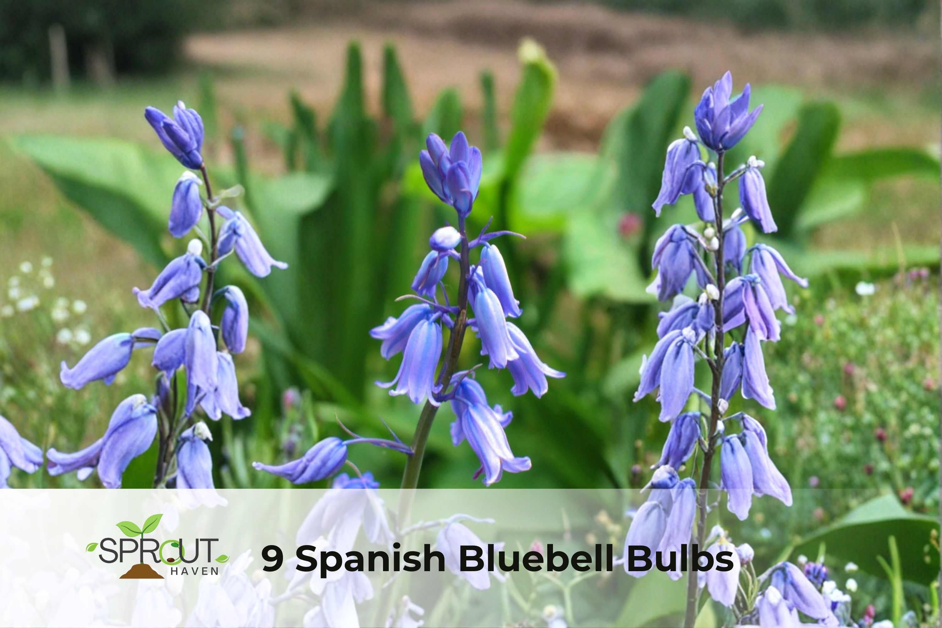 Fragrant Oriental Lily Bulb Mix – 12/14 cm, Summer Blooming, Perennial, Lilium Hybrid, Assorted Colors