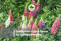 25+ Gallery Mix Lupine Seeds - Perennial Flowering Plant, Vibrant Pink, Purple, Blue, Yellow & White, Lupinus polyphyllus