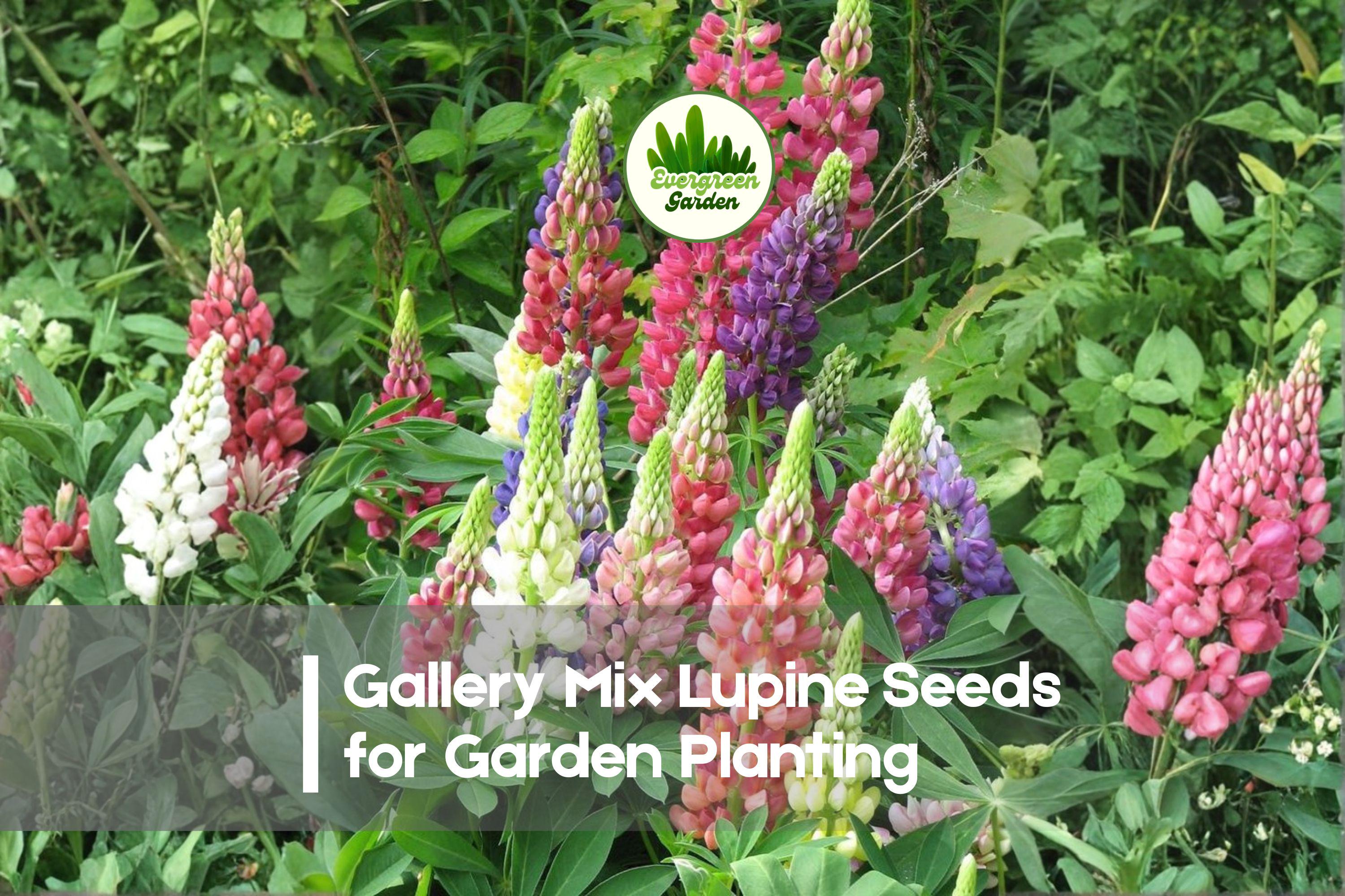 25+ Gallery Mix Lupine Seeds - Perennial Flowering Plant, Vibrant Pink, Purple, Blue, Yellow & White, Lupinus polyphyllus