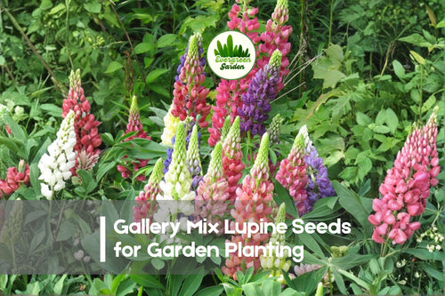 25+ Gallery Mix Lupine Seeds - Perennial Flowering Plant, Vibrant Pink, Purple, Blue, Yellow & White, Lupinus polyphyllus