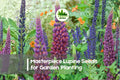 25+ Masterpiece Lupine Seeds – Perennial Flowering Plant with Deep Purple & Magenta Spires, Lupinus polyphyllus for Borders & Pollinator Gardens