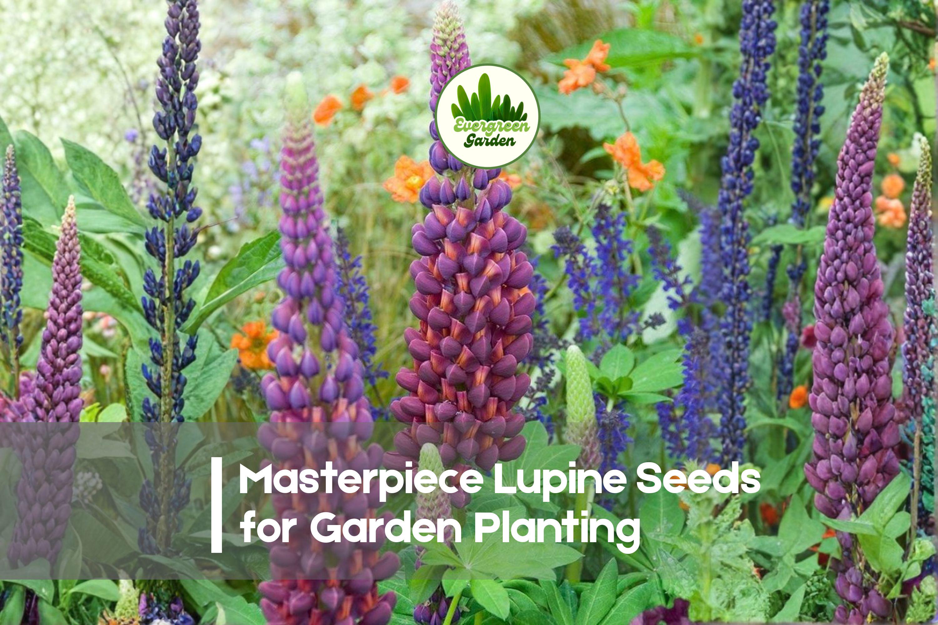 25+ Masterpiece Lupine Seeds – Perennial Flowering Plant with Deep Purple & Magenta Spires, Lupinus polyphyllus for Borders & Pollinator Gardens