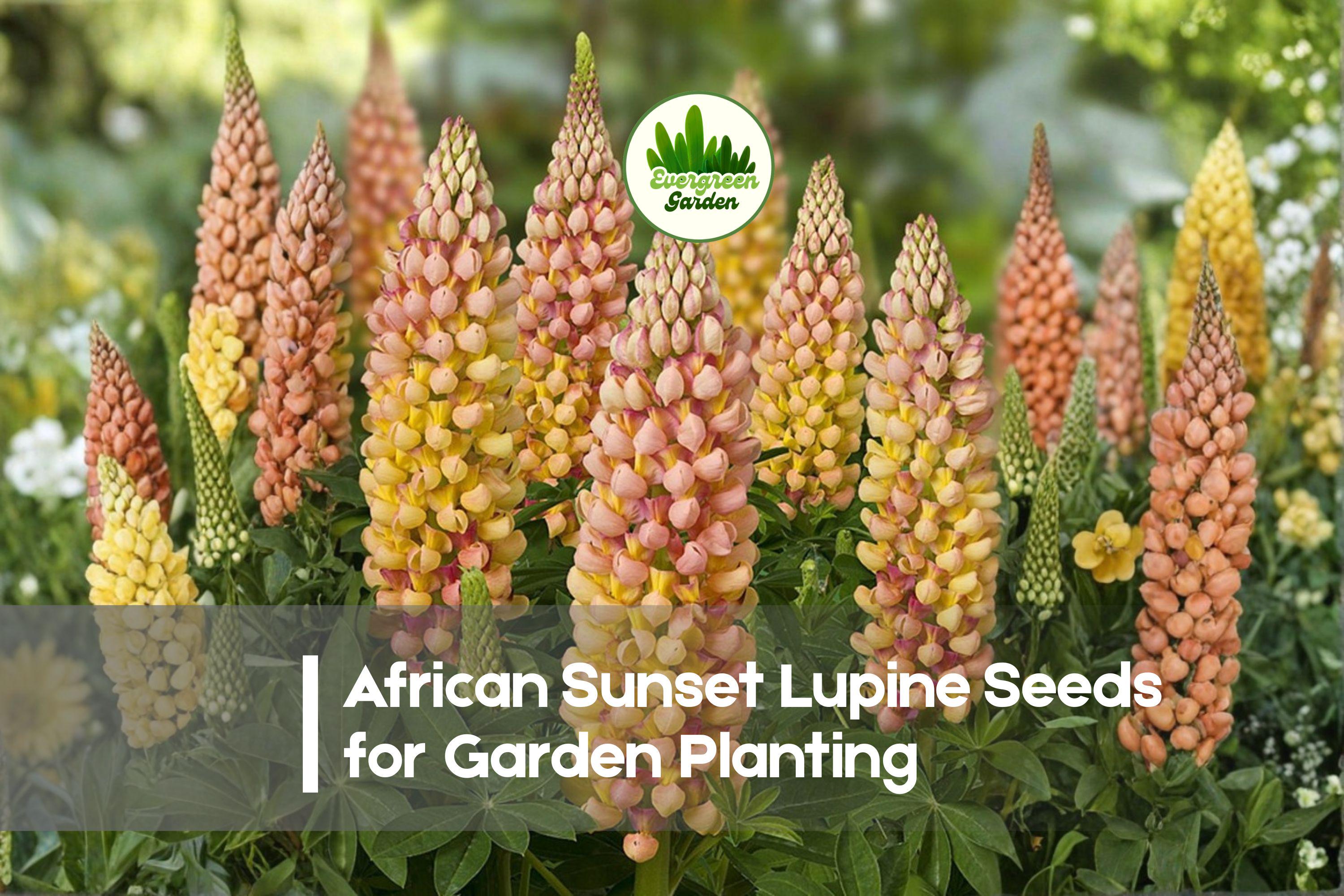 African Sunset Lupine Seeds – 25+ Perennial Flower Seeds for Borders, Beds, Pollinator Gardens, Lupinus polyphyllus